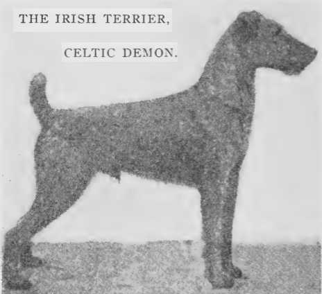 Celtic Demon | Irish Terrier 