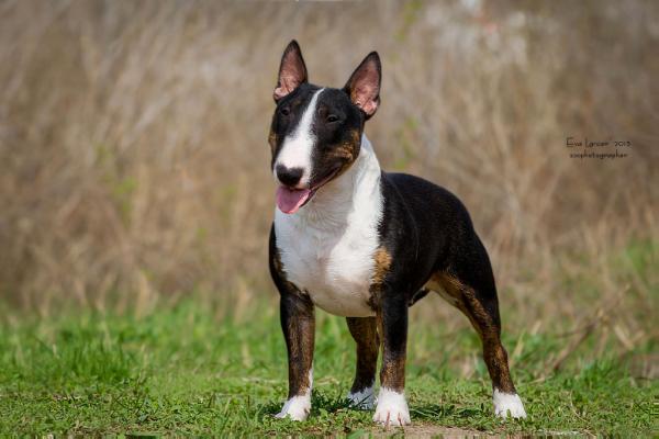 Believe in'Dream masherri | Miniature Bull Terrier 