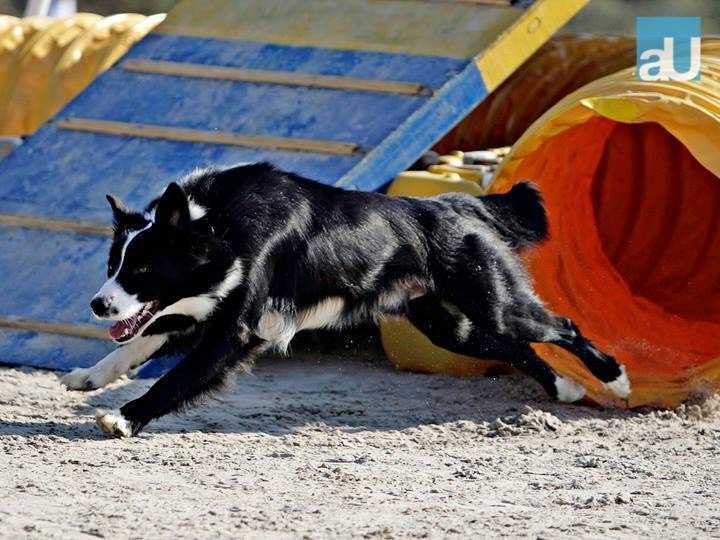 TANGO ARAZATI | Border Collie 