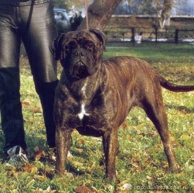 Bullstiff Nostra Naomi | Bullmastiff 