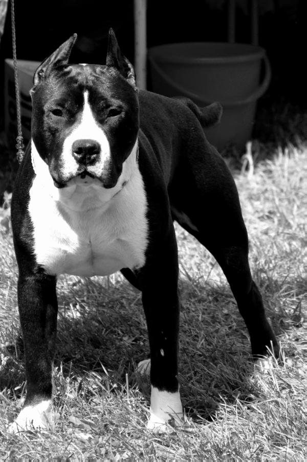 Bandera Stepan The King's Of Oldhill | American Staffordshire Terrier 