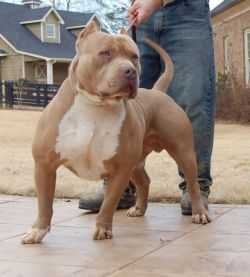 Next Levels Show Stoppin Ace | American Pit Bull Terrier 