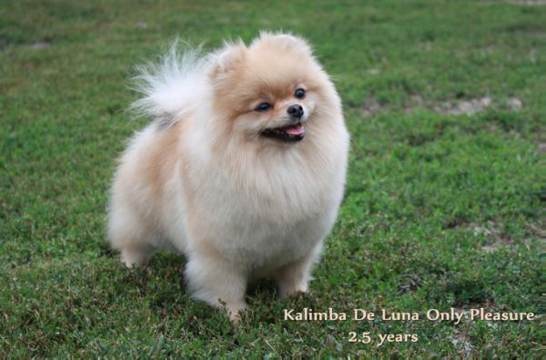 Kalimba De Luna Only Pleasure | Pomeranian 