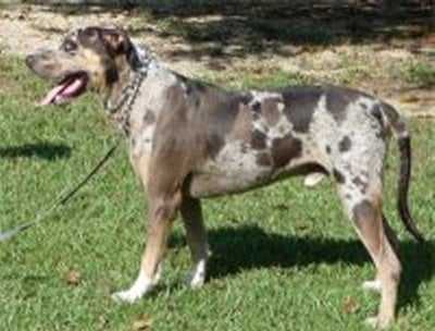 Abney's Cherokee | Catahoula Leopard Dog 