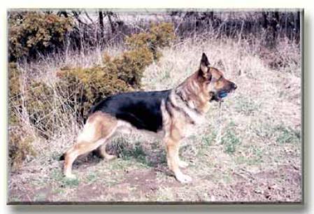 Uwe vom Leerburg | German Shepherd Dog 