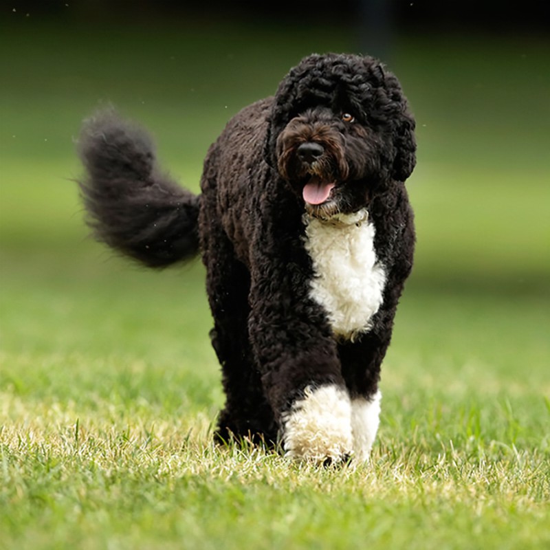 Portuguese Water Dog