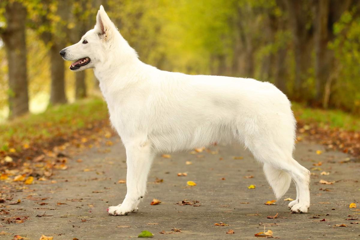 Secret Diamonds Hidden Jewel | White Swiss Shepherd Dog 