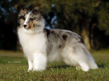 .Shaizach One Life to Live | Shetland Sheepdog 