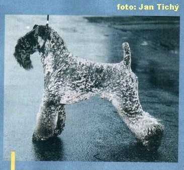 Gaeltach Iosak Aduaidh | Kerry Blue Terrier 