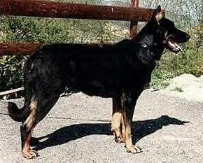 Haweiss Des Assiers | Beauceron 