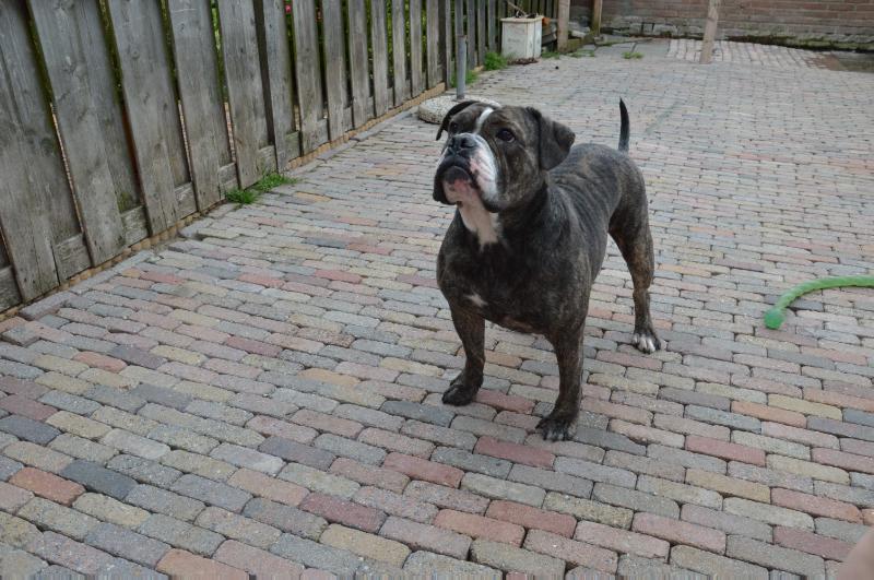 Whitebulls Fhay aka Anoah | Olde English Bulldogge 