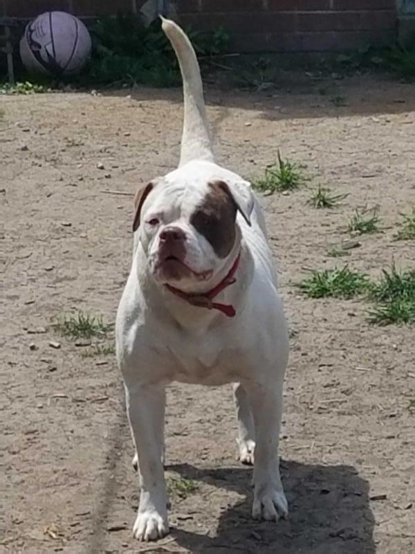 Cooper's Sasha of Dream Team Kennels | American Bulldog 