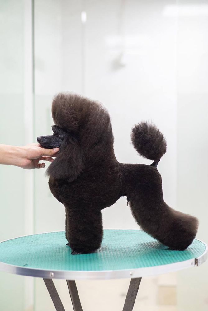 Equerrry`s Devils Dream High | Poodle 