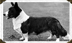 Kentwood Cymro | Cardigan Welsh Corgi 