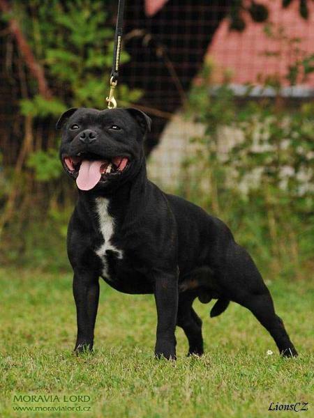 Diesel Wiz?rd Bull | Staffordshire Bull Terrier 