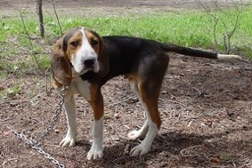 Sciaretta's Groom Creek Maximus | Treeing Walker Coonhound 
