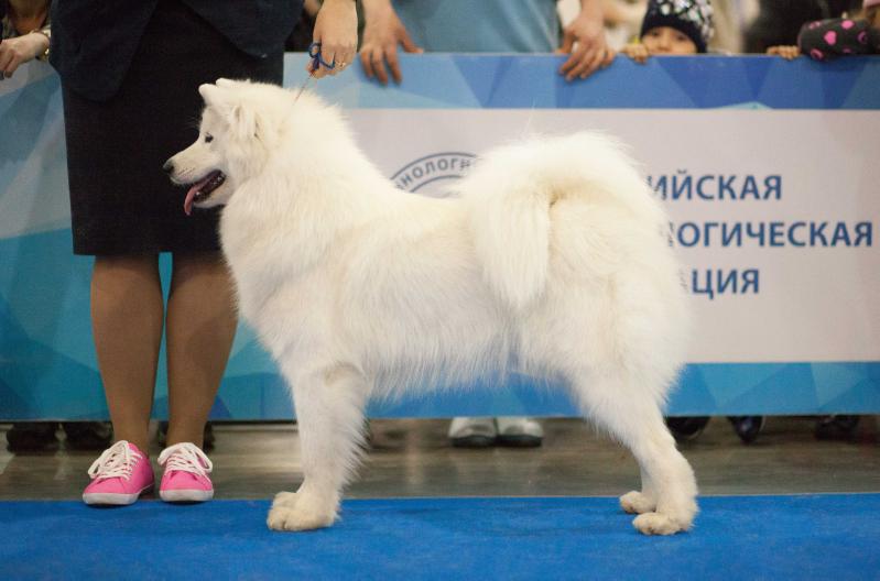 Abigail | Samoyed 