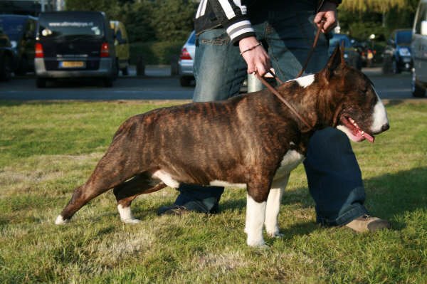 Lord Bull Budha Jannie de la Gran Misae | Bull Terrier 