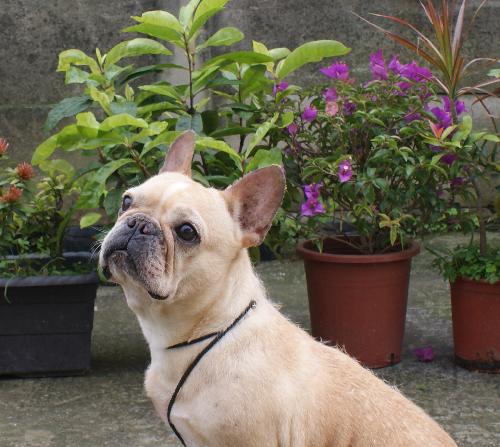 Chlota of Kuan Kuan | French Bulldog 