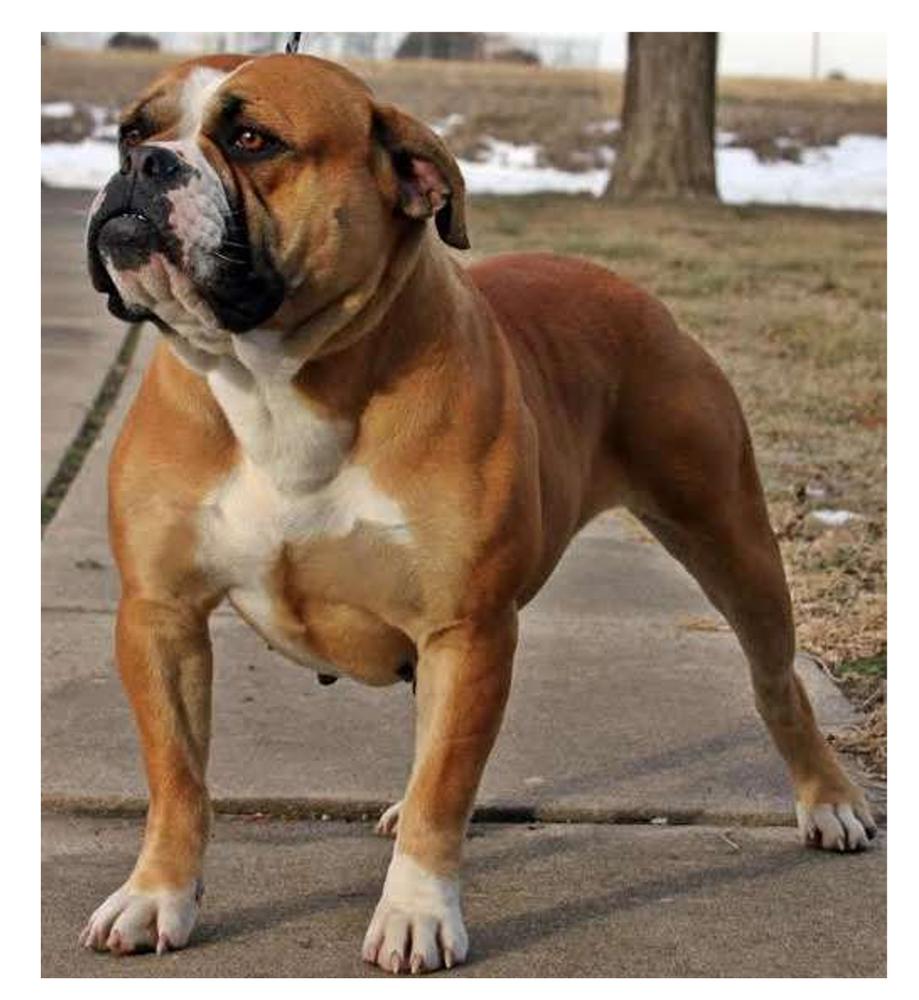 Evolution's Brass Tacks | Olde English Bulldogge 