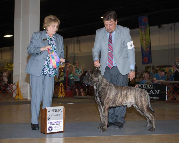 Gallant Oaks Thor Mentone of Marvel | Bullmastiff 