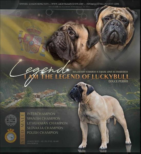 DOLCE PERRO I AM THE LEGEND OF LUCKYBULL | Bullmastiff 