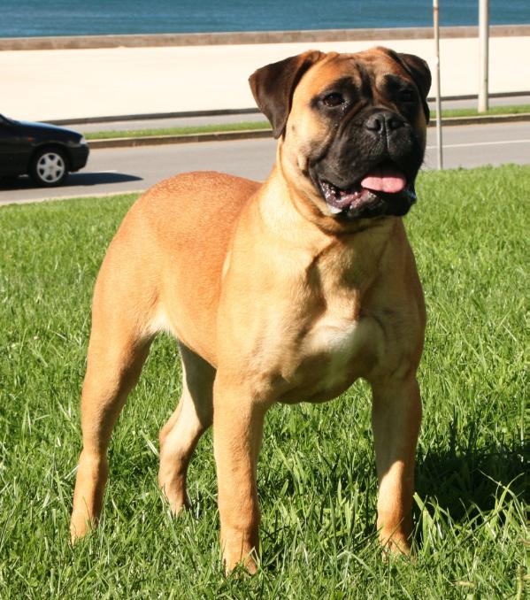 Under the moon da casa alto cristelo | Bullmastiff 