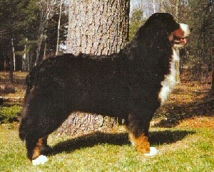 Evi V Gruenenmatt | Bernese Mountain Dog 