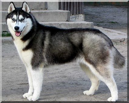 Tina Turner Eskimoski Domek | Siberian Husky 