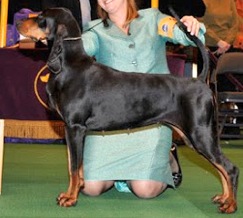 Silver Ridge Showtyme At Windbourne | Black and Tan Coonhound 