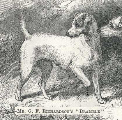 Bramble [Mr. G. F. Richardson's] | Jack Russell Terrier 