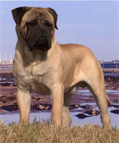 Trust Des Jardins D`Atlantis (Elite A) | Bullmastiff 