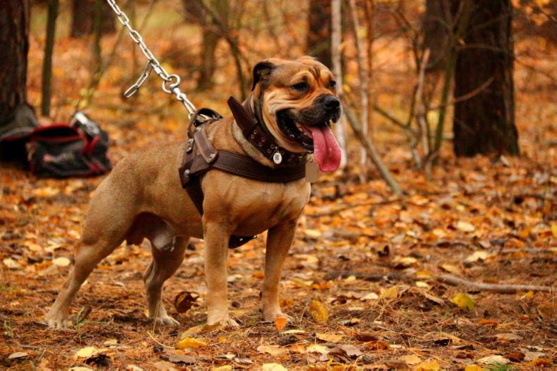 BRUCE EL CORAZON CALIENTE | Ca de Bou 