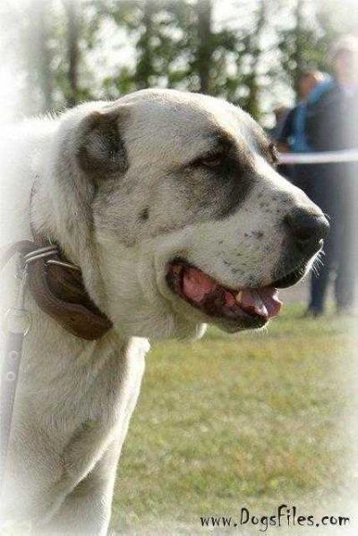 GAYANE , | Central Asian Shepherd Dog 