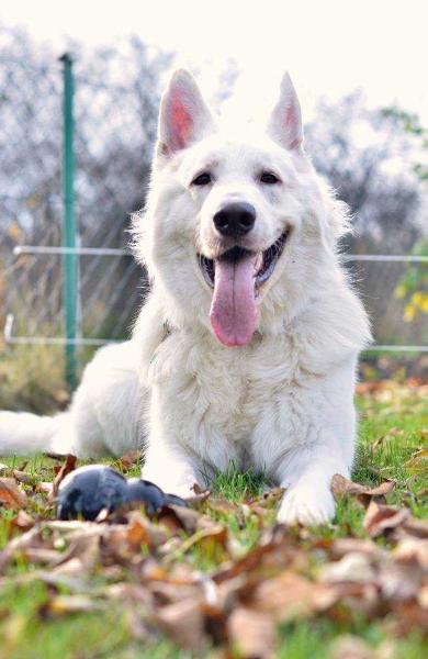 CEDROS z Chaty Leona | White Swiss Shepherd Dog 