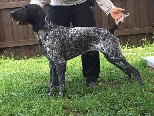 POL DELARBOLEDA | German Shorthaired Pointer 