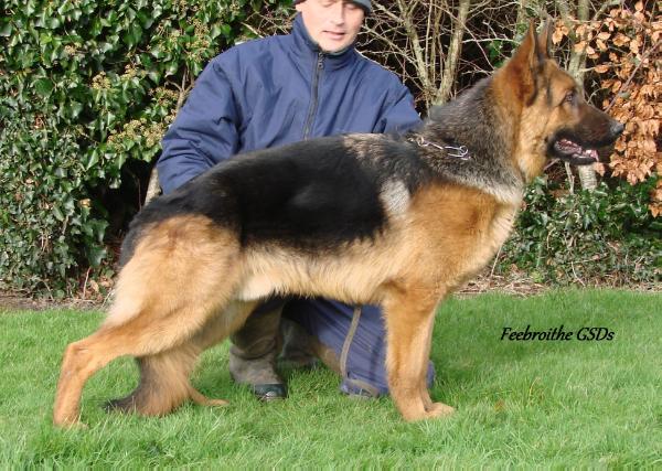 Feebroithe Diego | German Shepherd Dog 