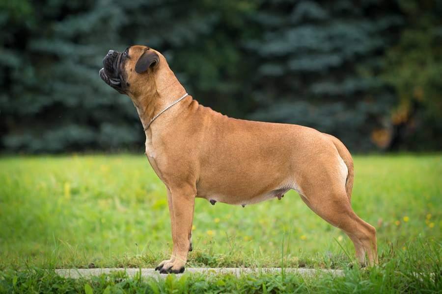 APOPHE'OZ DAYKITI | Bullmastiff 