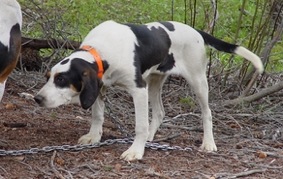 Sciaretta's Groom Creek Big Sky | Treeing Walker Coonhound 