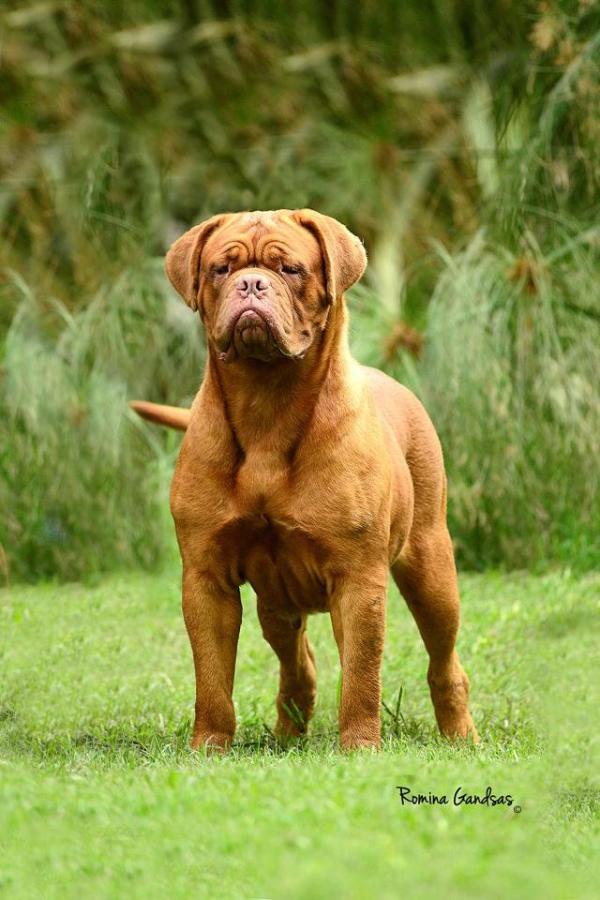 Dinamita del Gran Coloso | Dogue de Bordeaux 