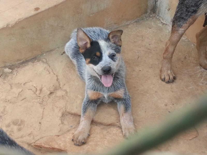 EL BACO HEELER SELIVON | Australian Cattle Dog 