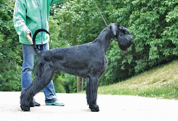 Stablemaster's Before the Wind | Giant Schnauzer 