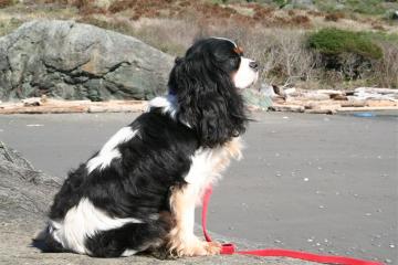 Step Aside for Lorna's Winston | Cavalier King Charles Spaniel 