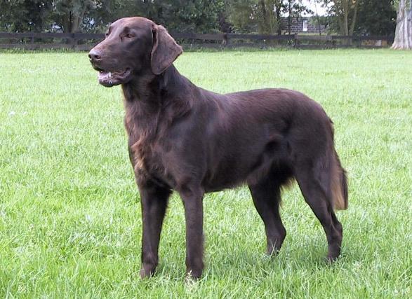 Beck of Chelborough | Flat-Coated Retriever 