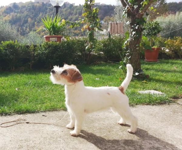 Happy Cammomile O'Melly | Jack Russell Terrier 