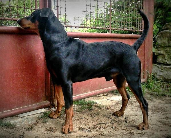 Bill Fortuna Bohemica | German Pinscher 