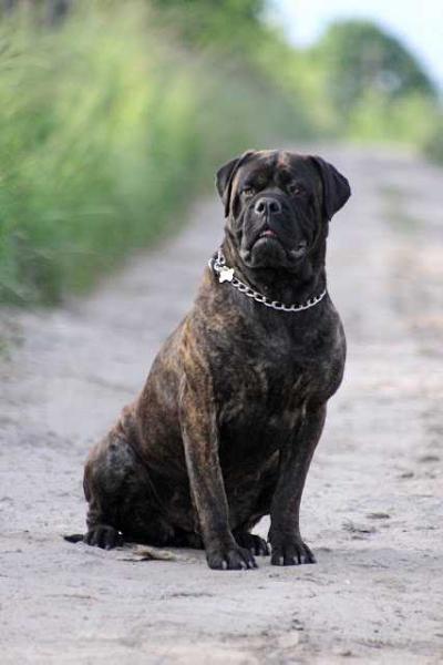 Fullhouse Bull's Hortensja | Bullmastiff 