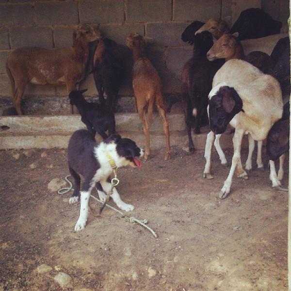 LLANERO De Las Jotas | Border Collie 