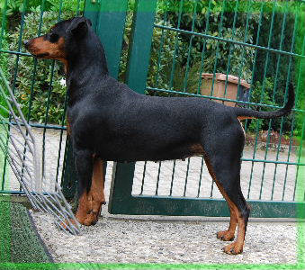 XENNA Black Bohemia | German Pinscher 