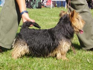 Felix-Boss'Co von den zwei Eichen | Norwich Terrier 